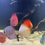 German Red Turquoise Discus, Blue Base photo review