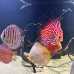 Yellow Pigeon Blood Discus photo review