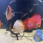 Neon Sapphire Discus photo review