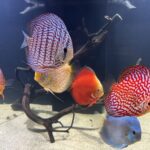 German Red Turquoise Discus, Blue Base photo review