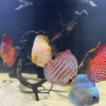 German Red Turquoise Discus, Blue Base photo review