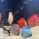 German Red Turquoise Discus, Blue Base photo review