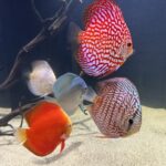 Orange Melon Discus photo review