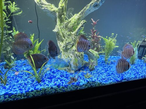 Cobalt Discus With Deep Blue Gene photo review