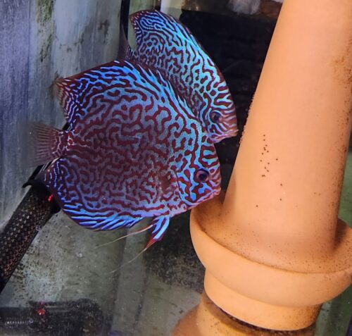 Blue Mosaic Leopard Discus, Proven Breeding Pair photo review