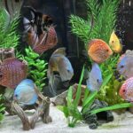 Cobalt Discus With Deep Blue Gene photo review