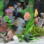 Cobalt Discus With Deep Blue Gene photo review