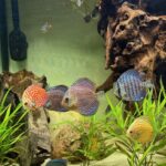 Super Eruption Discus, Blue Base photo review