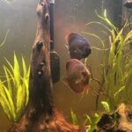 Wild Monte Alegre Discus photo review