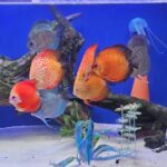 Super Red Melon Discus photo review
