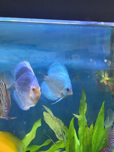 Neon Sapphire Discus photo review