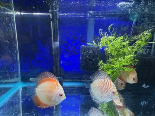 White Tiger Discus photo review