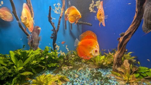 Marlboro Red Panda Discus photo review