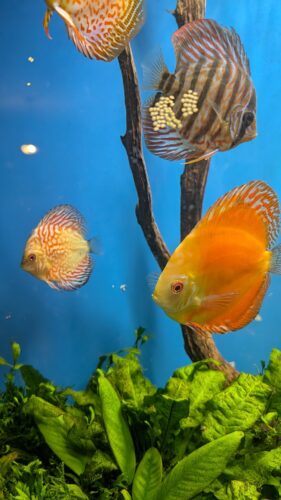 Golden Pigeon Leopard Discus, White Base photo review