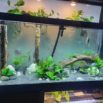 Striated Red Throwback Discus photo review