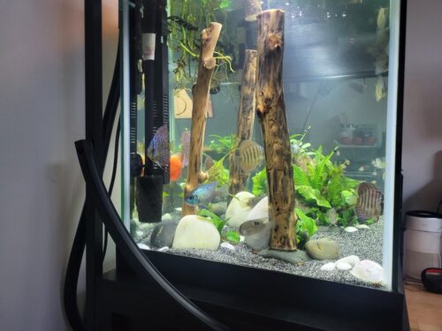 Brown Striated Red Throwback Discus photo review