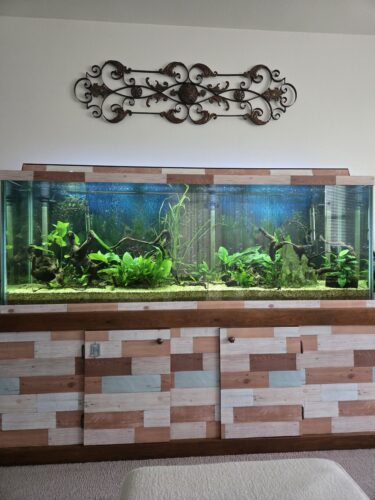 Anubias Nana Petite Leafy Green Aquarium Plant photo review