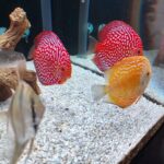 Checkerboard Pigeon Discus, Thick Pattern, Proven Breeding Pair photo review