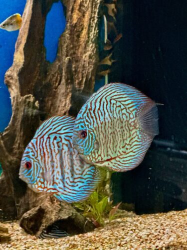 Blue Tiger Turquoise Discus photo review