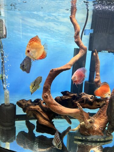 Striated Blue Heckel Cross Discus photo review
