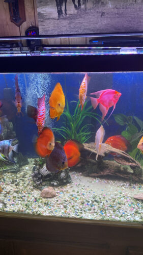 Penang Eruption Discus, Blue Base photo review