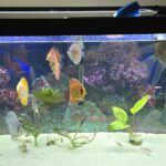 Mandarin Passion Discus photo review