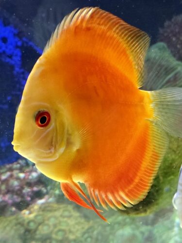 Mandarin Passion Discus photo review