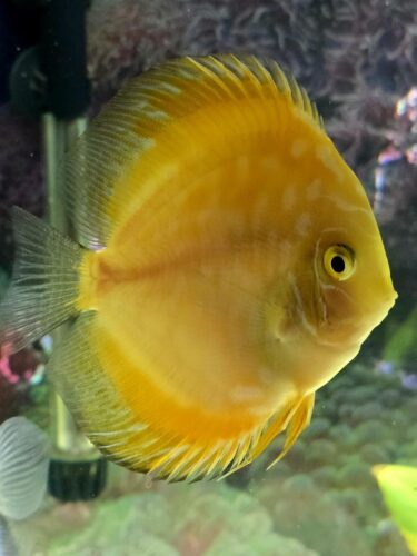 Golden Pearl Pigeon Snakeskin Discus photo review