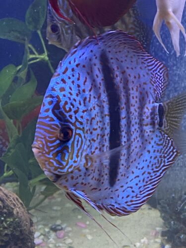 Straight-Line Red Turquoise Discus, White Base photo review