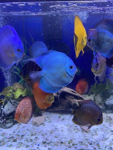 Neon Sapphire Discus photo review