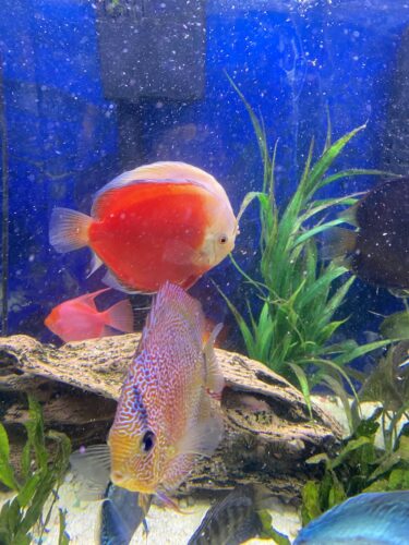 Classic Red Diamond Discus photo review