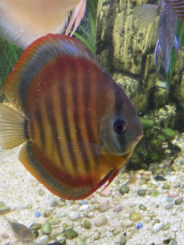 Classic San Merah Discus photo review