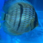 Wild Yellow-Faced Blue Nhamunda Heckel Discus photo review