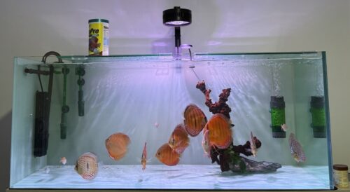 Wild Trombeta Ica Giant Discus photo review