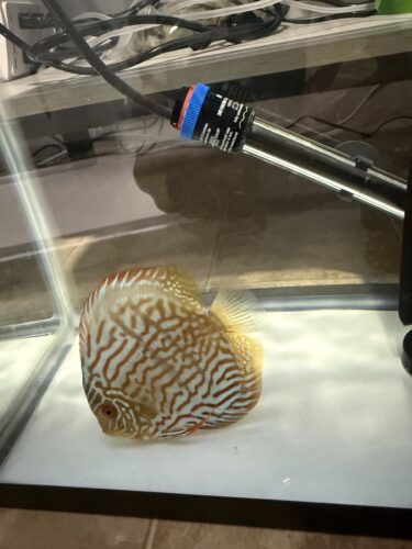 Wild Curua Green Discus photo review