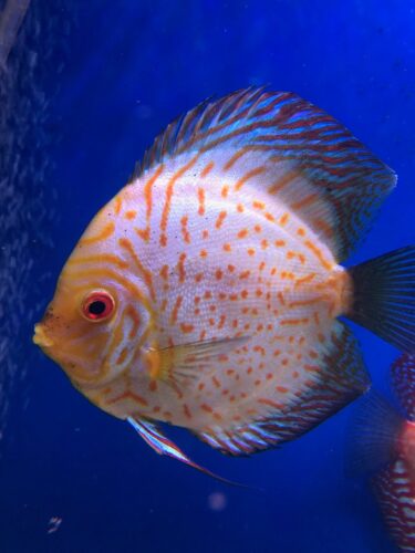 Golden Pigeon Leopard Discus, White Base photo review
