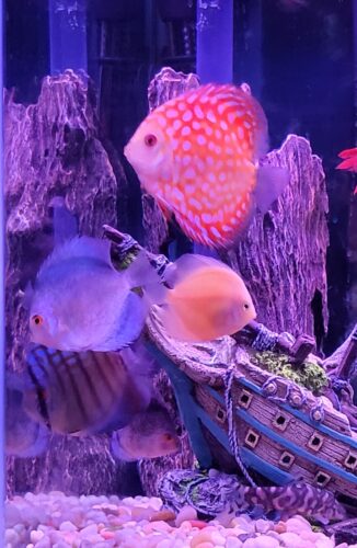 Pearl Pigeon Snakeskin Discus photo review