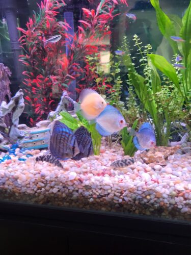 Blue Mercury Discus, Light Base photo review