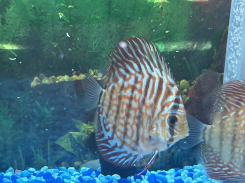 German Red Turquoise Discus, Blue Base photo review