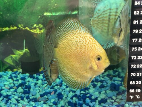 Golden Pearl Pigeon Snakeskin Discus photo review