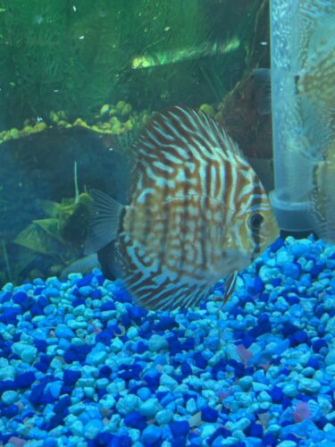 German Red Turquoise Discus, Red Base photo review