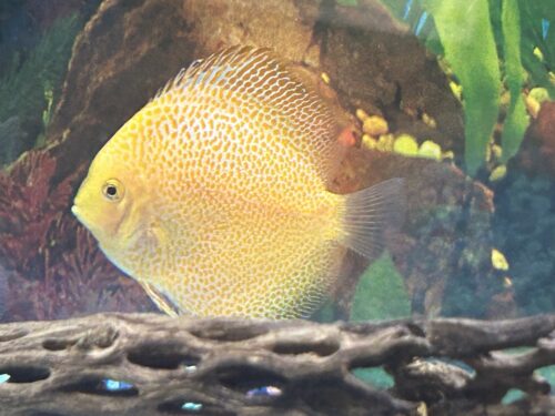 Golden Pigeon Leopard Discus, White Base photo review