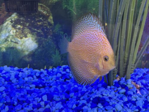 Penang Eruption Discus, Yellow Base photo review