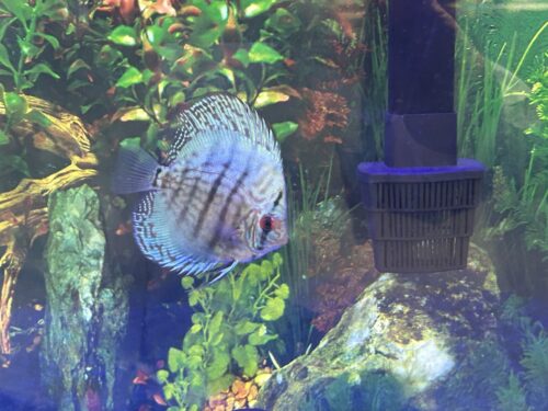 High Bodied Blue Cobalt Discus photo review