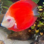 Fuji Red Discus photo review