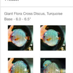 Giant Flora Cross Discus, Turquoise Base photo review