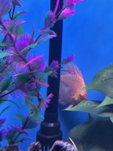 German Red Turquoise Discus, Blue Base photo review