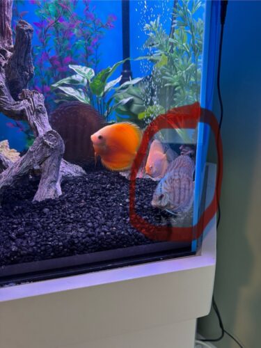 German Red Turquoise Discus, Blue Base photo review