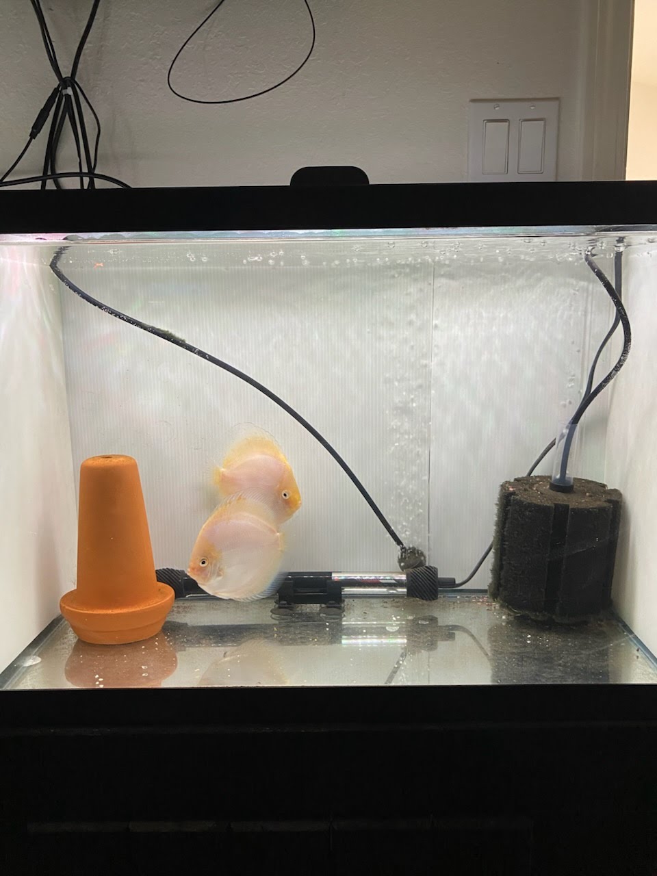 Click to view full screen Snow White Discus, Proven Breeding Pair photo review