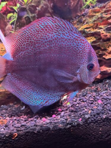 Super Eruption Discus, Blue Base photo review
